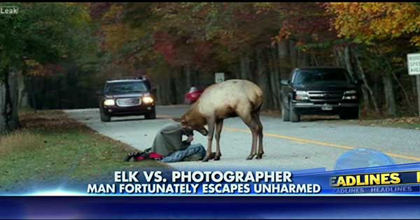 Young Elk Buck Tries To Attach A Photographer I