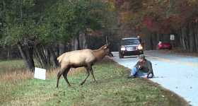 Young Elk Buck Tries To Attach A Photographer II