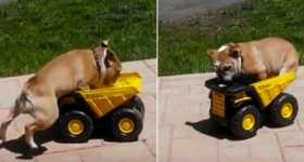 Cute Bulldog Jumping Toy Truck 2