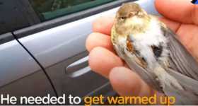 Little bird RESCUED Trapped Car Roof 30 Miles 2