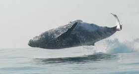 Whale Leaping Completely Out Of Water 1