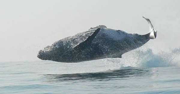 Whale Leaping Completely Out Of Water 1