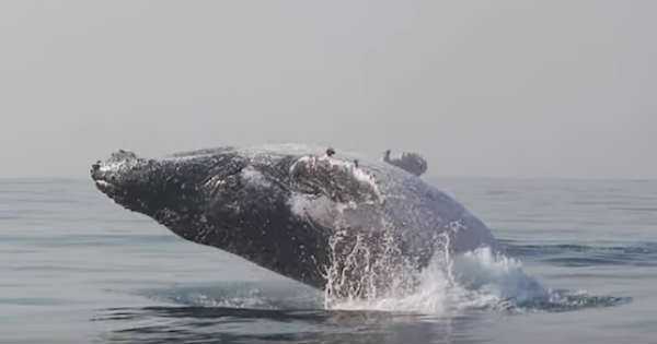 Whale Leaping Completely Out Of Water 2