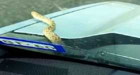 Massive Snake Under Hood 11