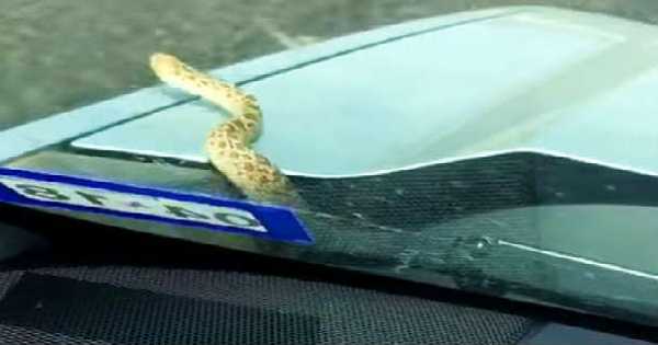 Massive Snake Under Hood 11