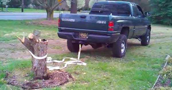 Huge Tree Trunks vs cars 1