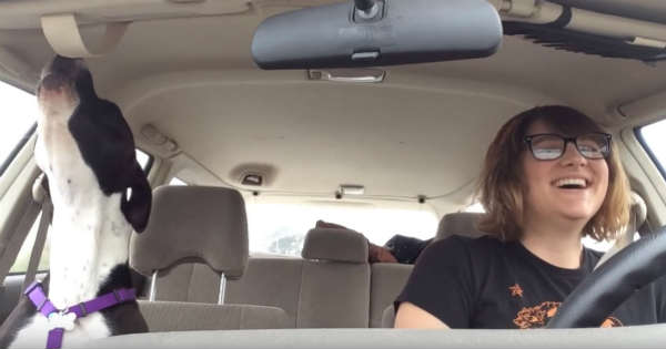 Dog Sings A Song From Michael Jackson In The Car 2